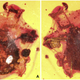 Top and bottom views of the encased tick.